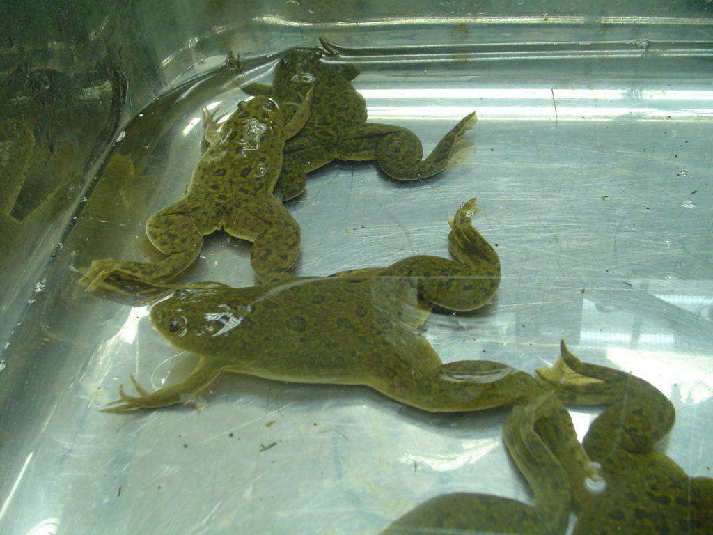 xenopus-chile-3-2