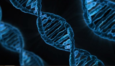 ADN para armar: construye tu propia doble hélice con este modelo de papel -  Ciencia UNAB