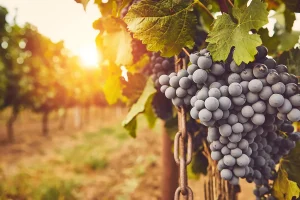 ADN híbrido y frutas